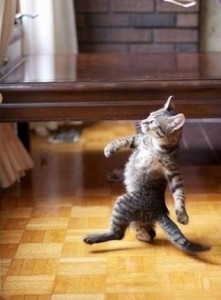 Create meme: the cat goes on its hind legs, cat