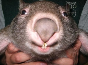 Create meme: the baby wombat