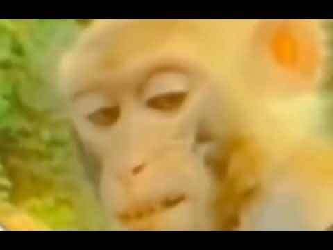 Создать мем: обезьяна, глаза мем, смешные обезьянки