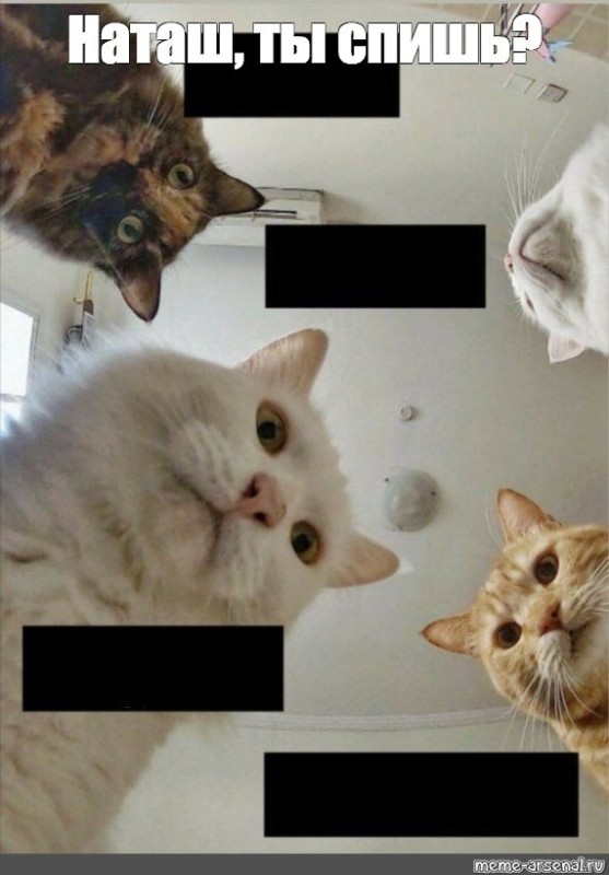 Создать мем: коты мемы, мем про наташу и котов которые все уронили, мемы с котами
