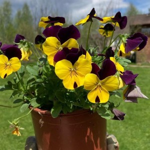 Create meme: flowers pansies, viola