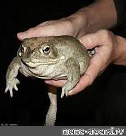 Создать мем: держи жабу руди, держи жабу мем, жаба