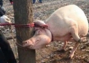 Создать мем: свинья опоросилась, свиньи сожрали человека, свинья