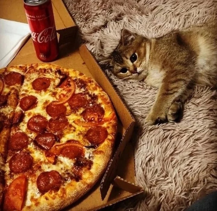 Создать мем: кот готовит пиццу, пицца с пепперони, доминос пицца пепперони