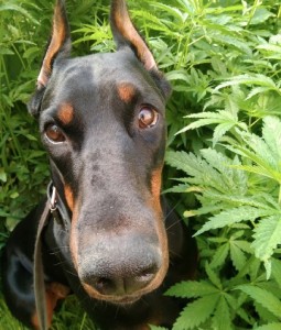 Create meme: Doberman Pinscher, breed Doberman