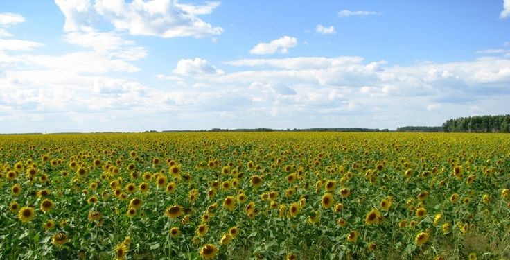 Создать мем: пейзаж, деревня лето поле подсолнухи, поле подсолнухов в подмосковье