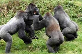 Создать мем: битва горилл, самец горилла и самка горилла, горилла