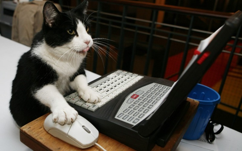 Создать мем: кот хакер, котики за компьютером, коты за компьютером