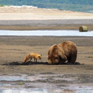 Create meme: animals bear, bear grizzly, Kamchatka brown bear