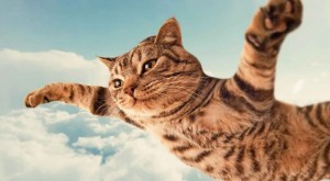 Создать мем: кошка в прыжке, кот, летающий кот