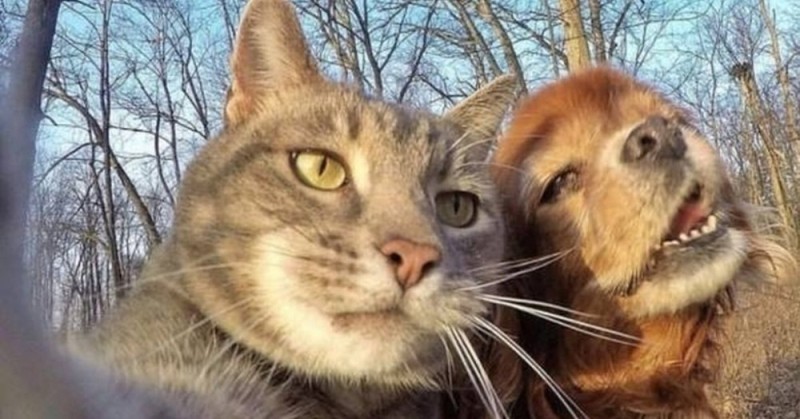 Create meme: funny selfie animals, cat selfie with the dogs, selfie animals 
