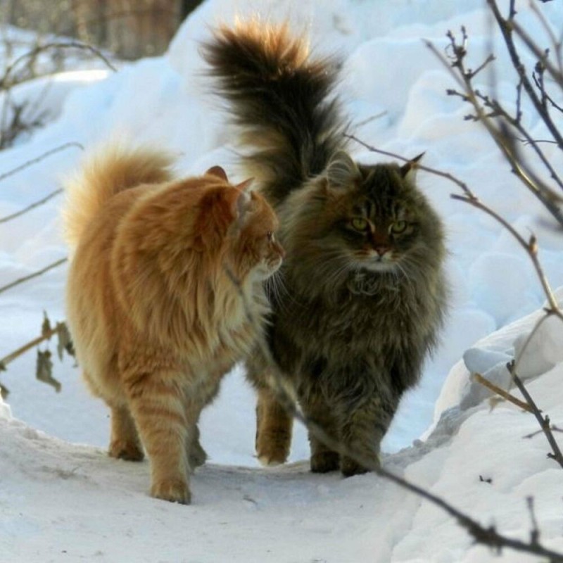 Создать мем: кошка зимой, норвежский лесной кот, дикие коты зимой