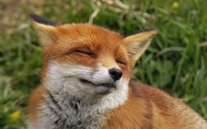 Создать мем: рыжий лис, лиса стоит, red fox