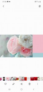 Create meme: white pink roses, pink roses