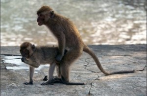 Create meme: macaque monkey, monkey
