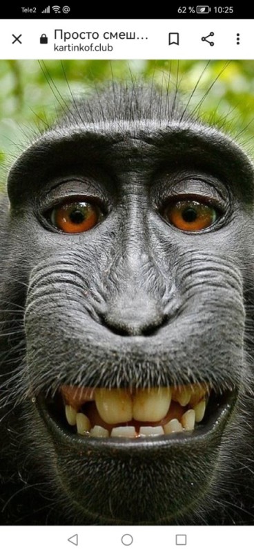 Создать мем: обезьяна с белым лицом прикол, смешные обезьяны, макака