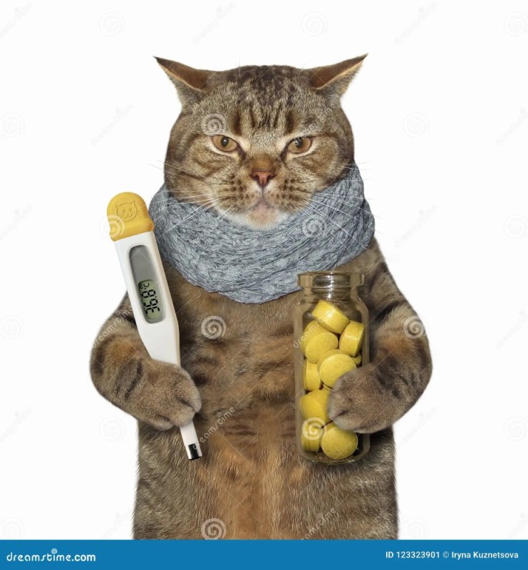 Create meme: sick cat, the cat doctor, the cat is sick