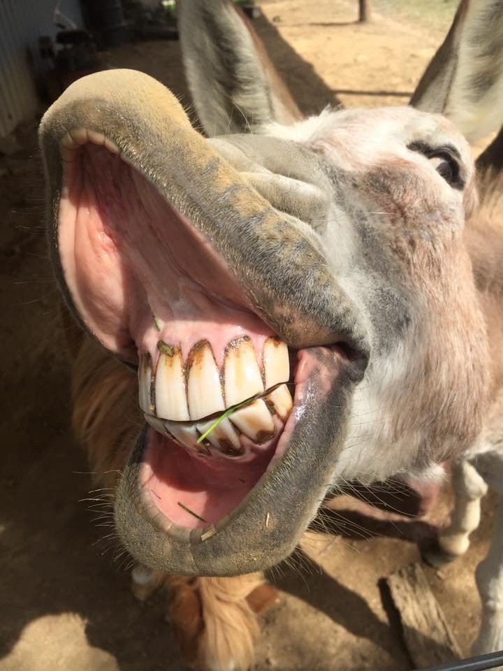 Create Meme Donkey Smiles Donkey The Teeth Of A Donkey Pictures Meme Arsena...