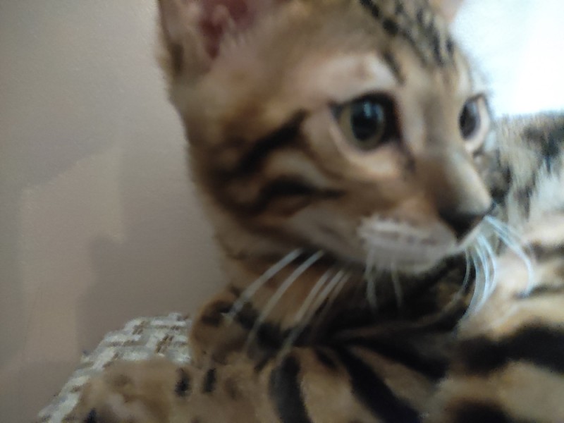 Create meme: Bengal cat, Bengal kittens, Bengal cat