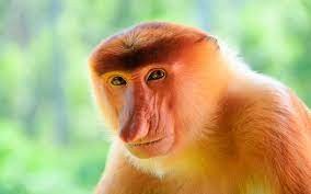Создать мем: обезьяна морда, носач обезьяна, обезьяна нос