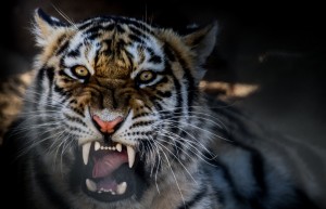 Создать мем: тигр с открытой пастью, тигр оскал, оскал тигра фото