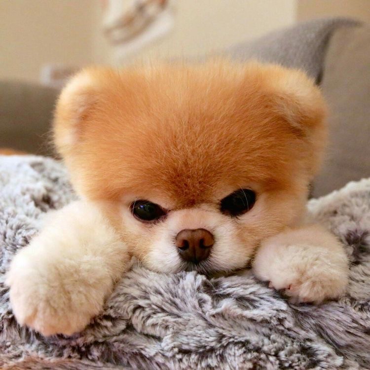 Create meme: dog Pomeranian, pomeranian pomeranian boo, pomeranian bear cub