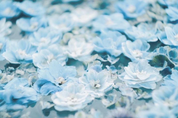 Create meme: blue flowers, the flower is blue in color, blue hydrangea