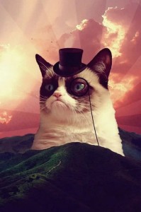 Create meme: gloomy cat, seals, unhappy cats