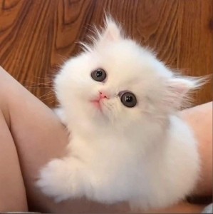 Создать мем: белый перс котенок, персидские котята, персидская кошка