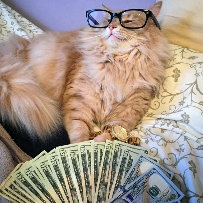 Create meme: cat with money, rich cat, cash cat