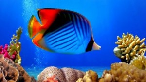 Create meme: underwater world, tropical fish, live Wallpaper fish