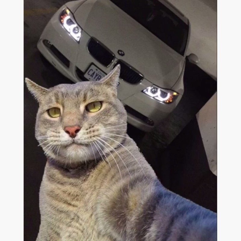 Создать мем: кот фотографируется с машиной, машина кот, селфи кота на фоне машины
