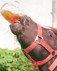 Create meme: horse, drink beer, drink beer