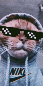 Create meme: the trick, cool cat, cat