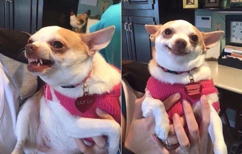 Create meme: meme Chihuahua, evil Chihuahua , Chihuahua memes