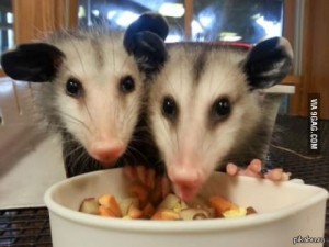 Create meme: possum and opossum, opossum possum, cute possum