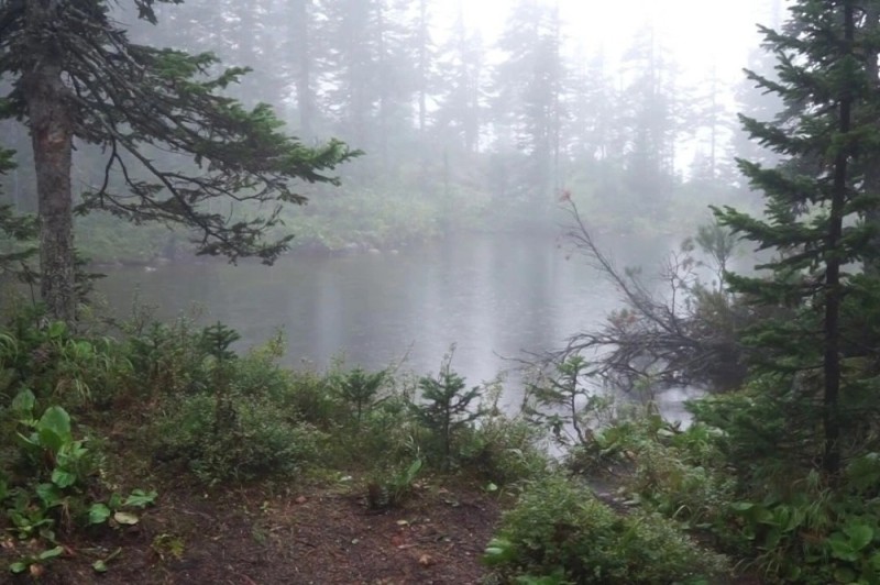 Создать мем: озеро лесное, туманный лес рядом с водой, туман над озером