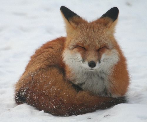 Создать мем: лиса лиса, рыжая лиса, рыжая лисица