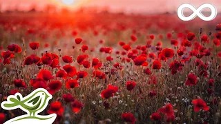 Create meme: scarlet poppies, red field, field of red poppies