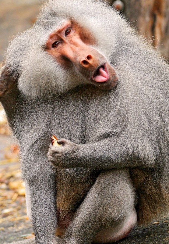 Create meme: baboon , Hamadryad, hamadryad male