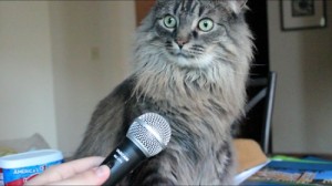 Create meme: Cat with microphone