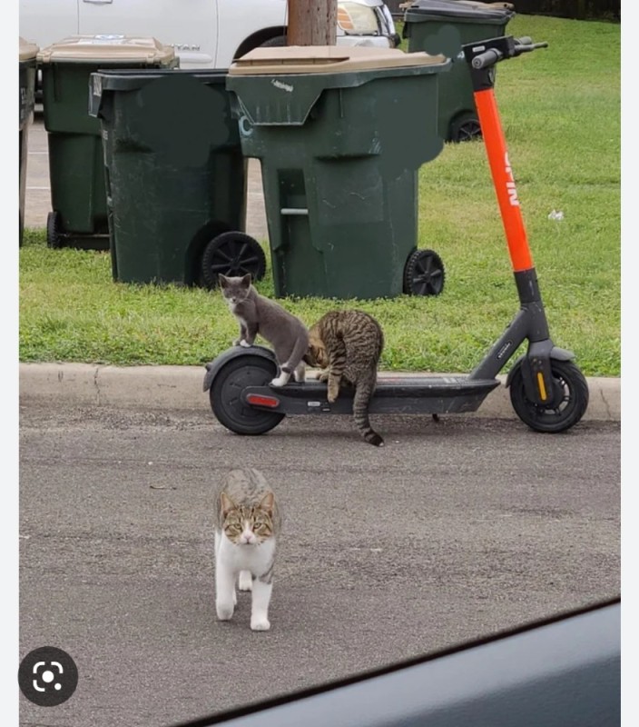 Create meme: a cat in a garden wheelbarrow, funny cats, cat jokes