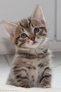 Создать мем: котенок бенгал, серый полосатый котенок, кошка полосатая