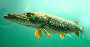 Create meme: pike, fish pike