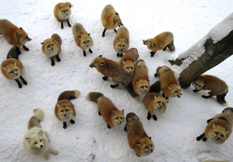 Create meme: a pack of foxes, Fox , dzao kitsune mura
