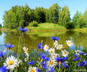 Create meme: wildflowers cornflowers photo, daisies and cornflowers in a field pictures, photo of daisies and cornflowers in the field