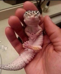 Create meme: universal evil, memes about lizards, these cute animals