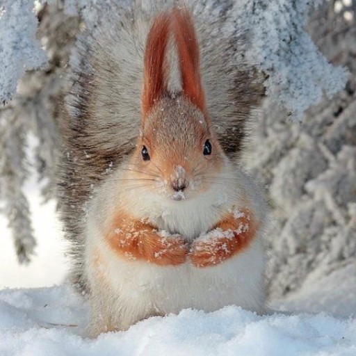 Create meme: squirrel in the snow, winter squirrel, animals in winter
