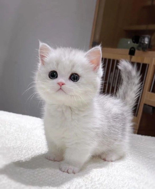 Создать мем: короткошерстные котята, очаровательные котята, британские котята серебристая шиншилла