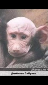 Создать мем: детеныш бабуина, лысый шимпанзе, лысая обезьяна